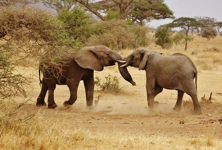 Serengeti